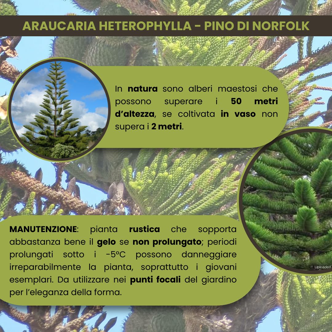 Araucaria heterophylla Pino di Norfolk - Conifera sempreverde a chioma conica, Rami a piani orizzontali, In vaso fino a 2 m, Ama luoghi umidi e mezz’ombra
