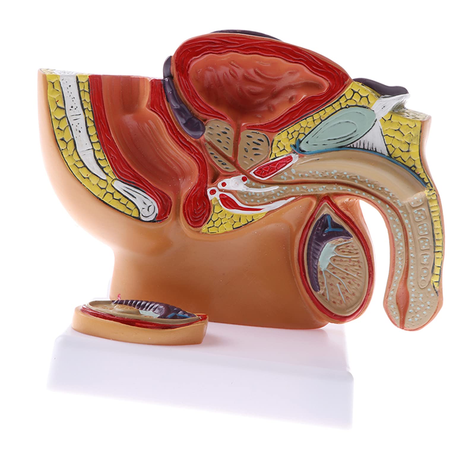 Amazon.co.jp: 前立腺付き男性骨盤解剖モデル、男性骨盤腔矢状