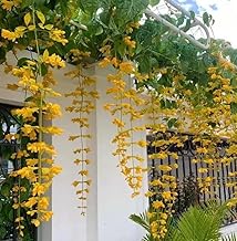 Golden Cascade Creeper Flower Plant | Golden Cascade Live Flower Plant | Fast Growing | Healthy Live Plant | Everlasting Yellow Flowering Climber Plant | (Petraeovitex Bambusetorum) |Bloom Yard