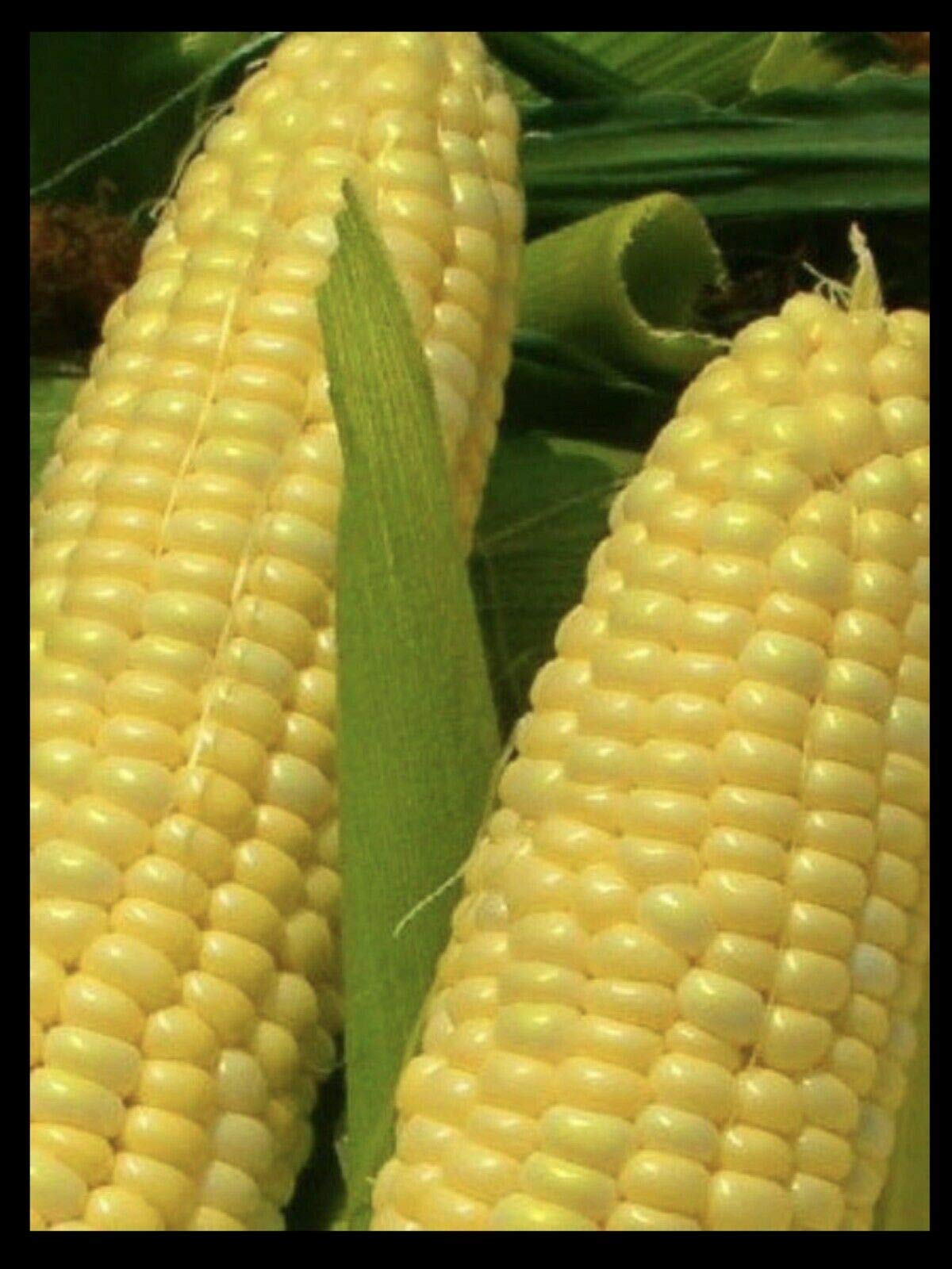 25 Seeds of Superb Sweetcorn F1 Golden Phoenix
