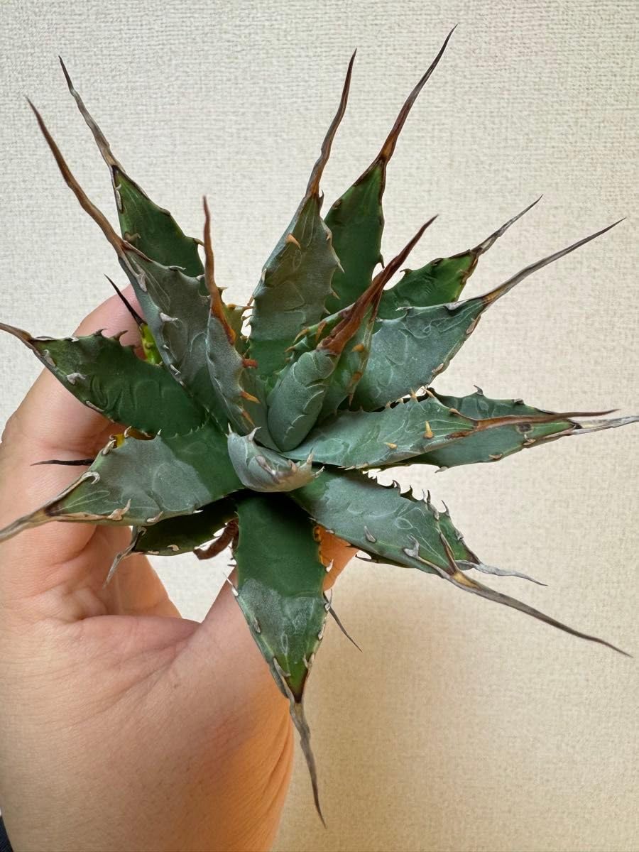 Amazon｜Dennis産 妖炎×甲妖 ハイブリッド実生 エボリスピナ