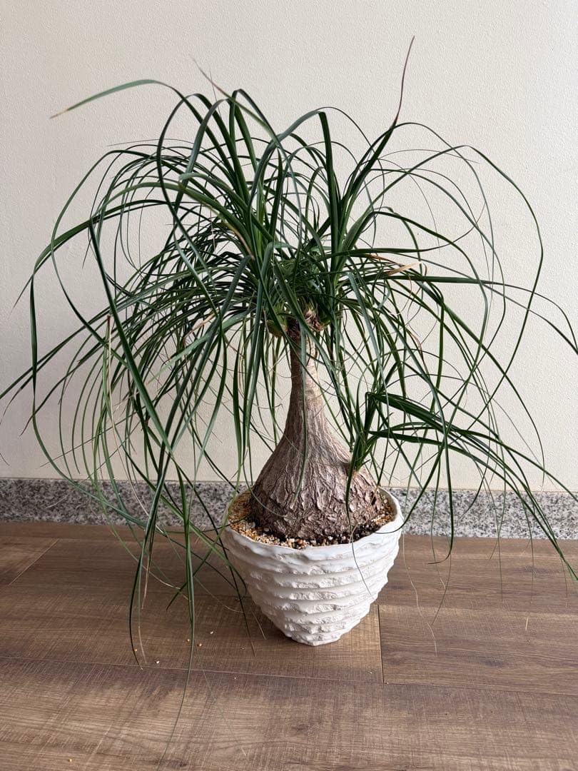 Amazon.co.jp: 引取 トックリラン ポニーテール 観葉植物: ホーム Amazon.co.jp: 引取 トックリラン ポニーテール 観葉植物: ホーム