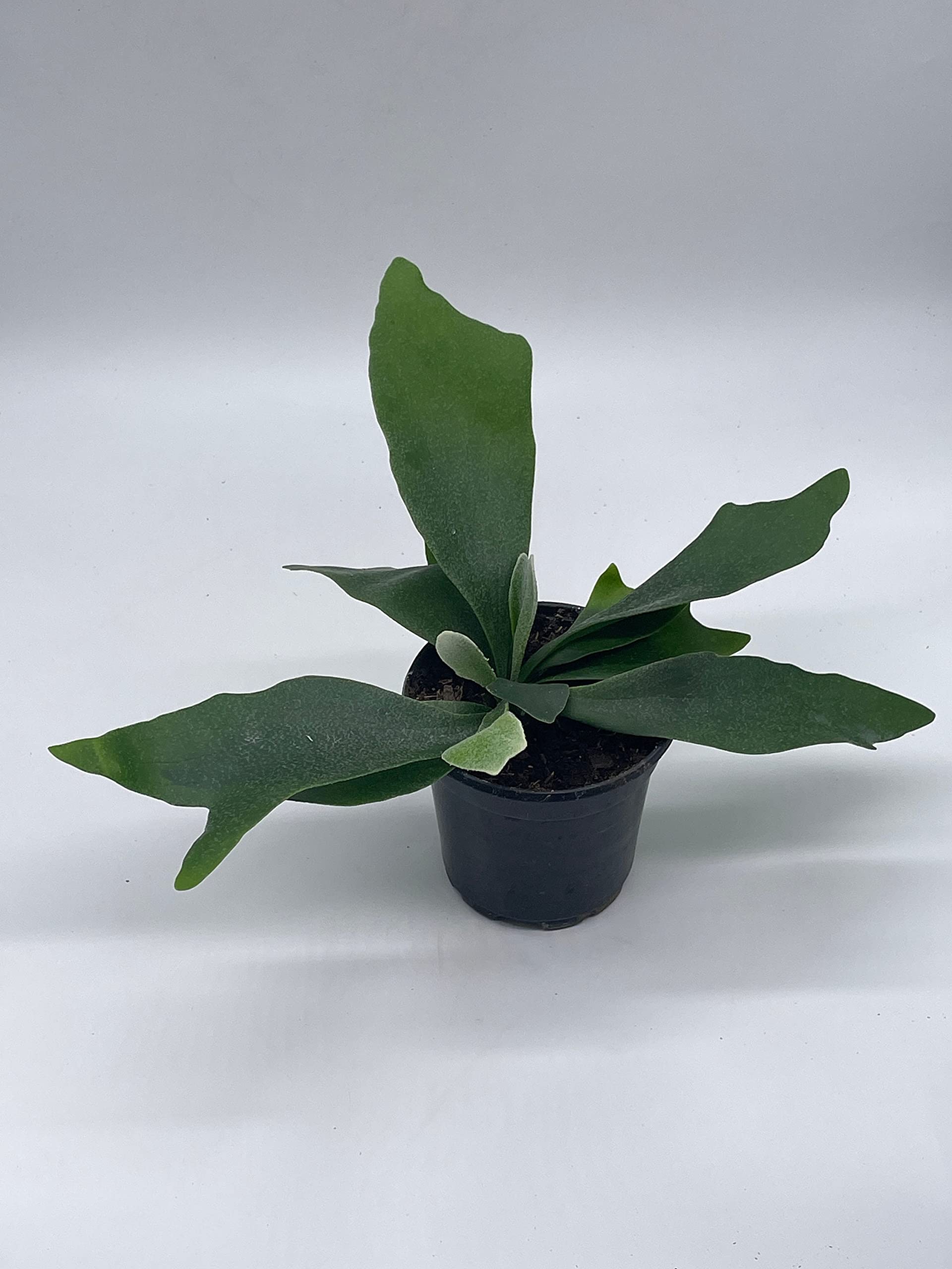 Amazon.com : BubbleBlooms Staghorn Fern, in a 4 inch Pot