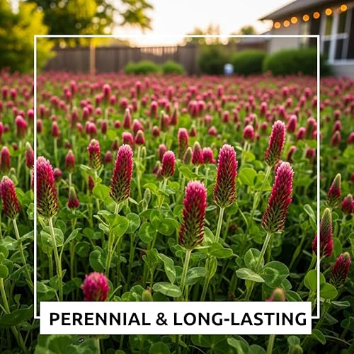 Miniatura 4 de Semillas de trébol carmesí para plantar (25 libras)