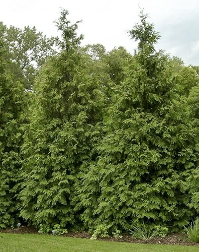Miniatura 3 de Thuja Green Giant Arborvitae Lote de 20, maceta de 3 pulgadas