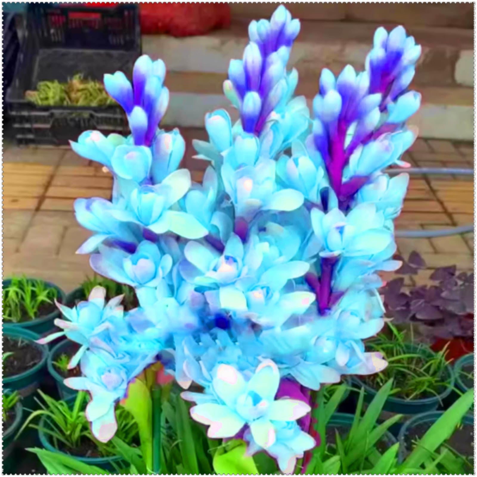 Brilliant Tuberose Bulbs, Hardy Perennial Bulbs, Stunning Garden Displays, Professionally Grown-8 Bulbs-D