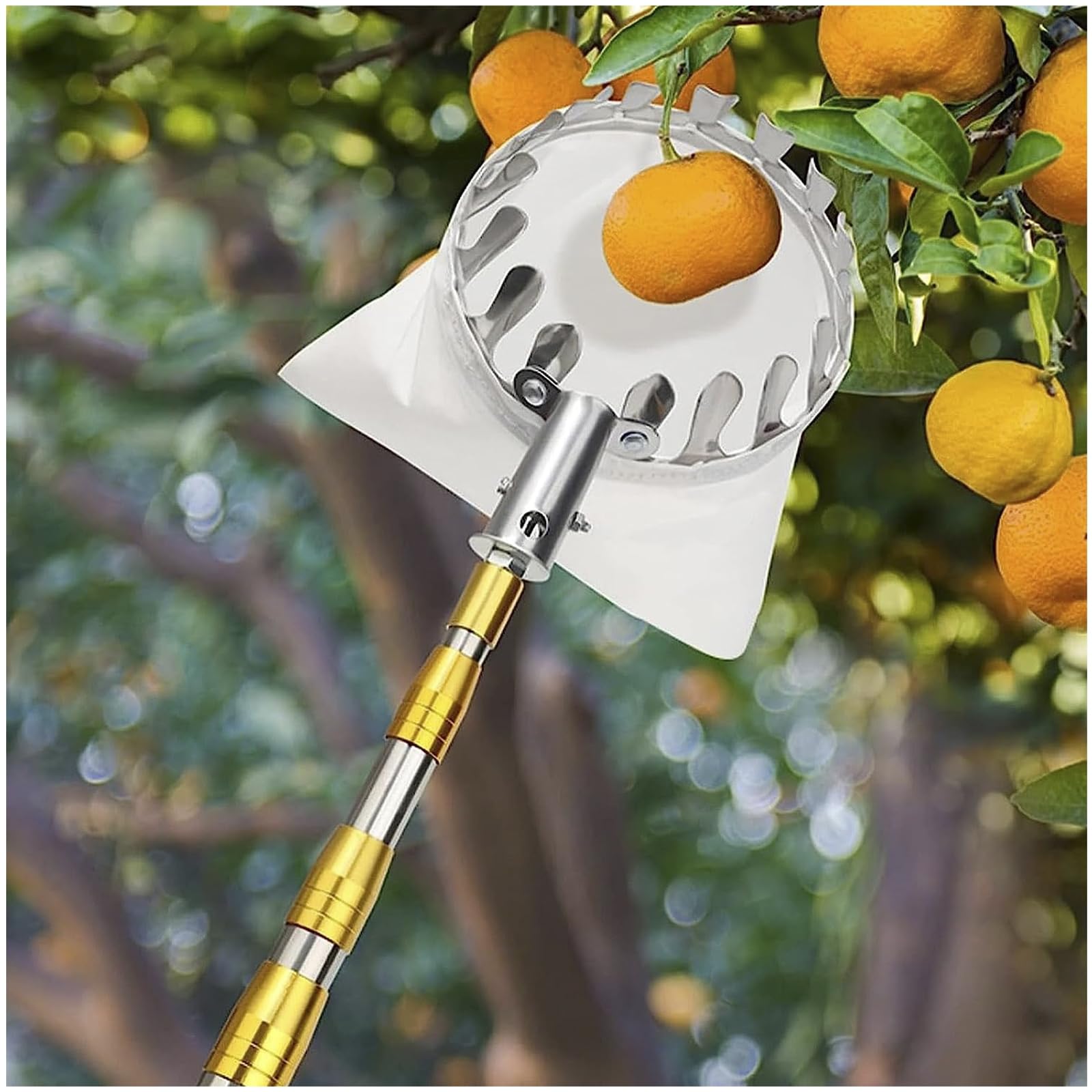 Obstpflücker, Obsternter Apfelpflücker mit 210 mm Teleskopstiel, Obstsammler zum Pflücken von hochwachsenden Früchten für Äpfel, Orangen,Mangos,Zitronen,Avocados und mehr Früchte,Gold