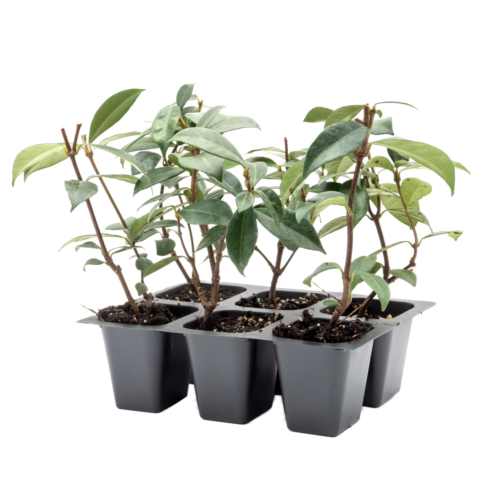 Star Jasmine Starter Plants