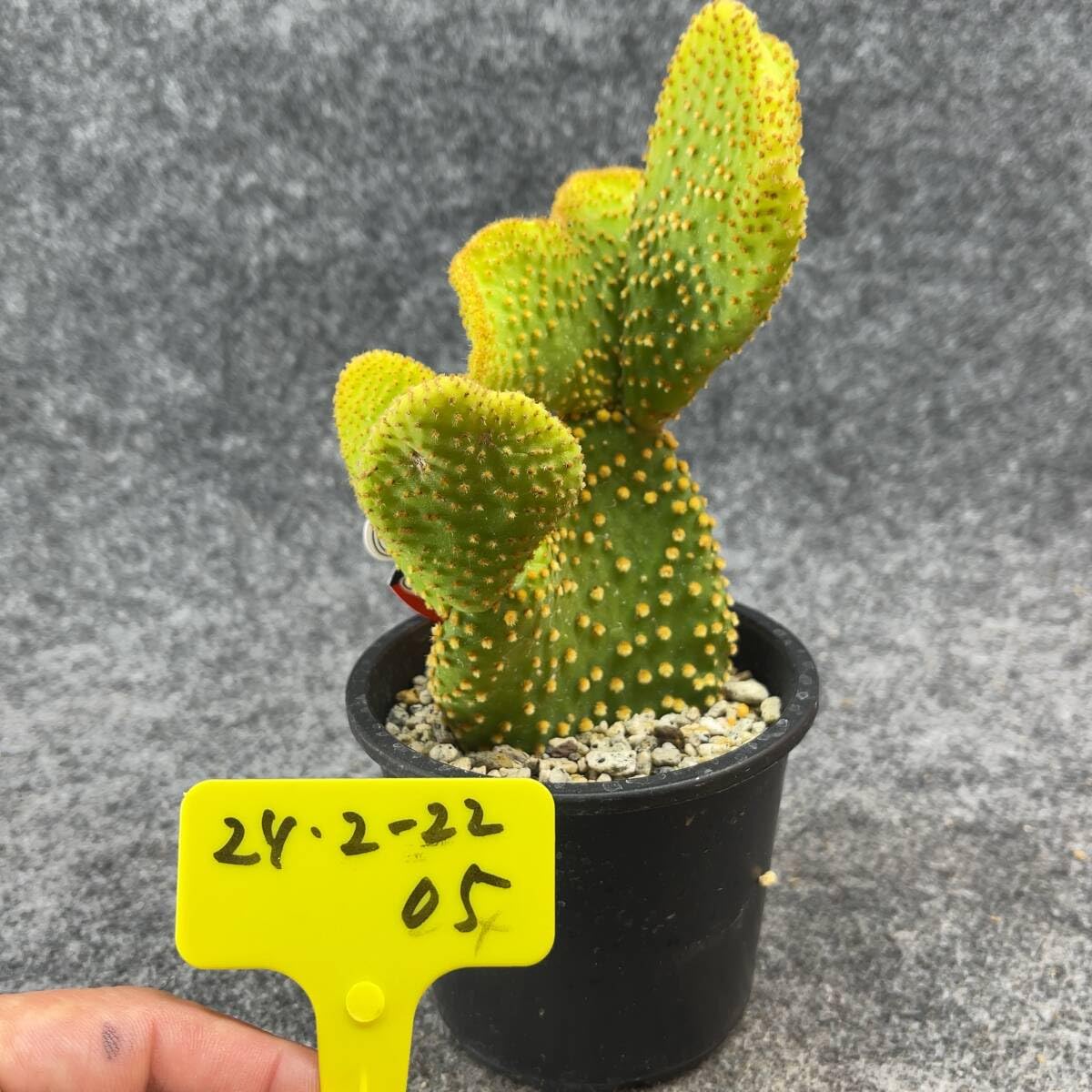 輸入苗 opuntia cv. curivispinus オプンチア サボテン isla del pescado - Opuntia violacea-オプンチア・ビオラケア