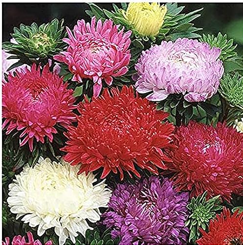 Miniatura 3 de China Asters Seeds - Asters individuales mixtos