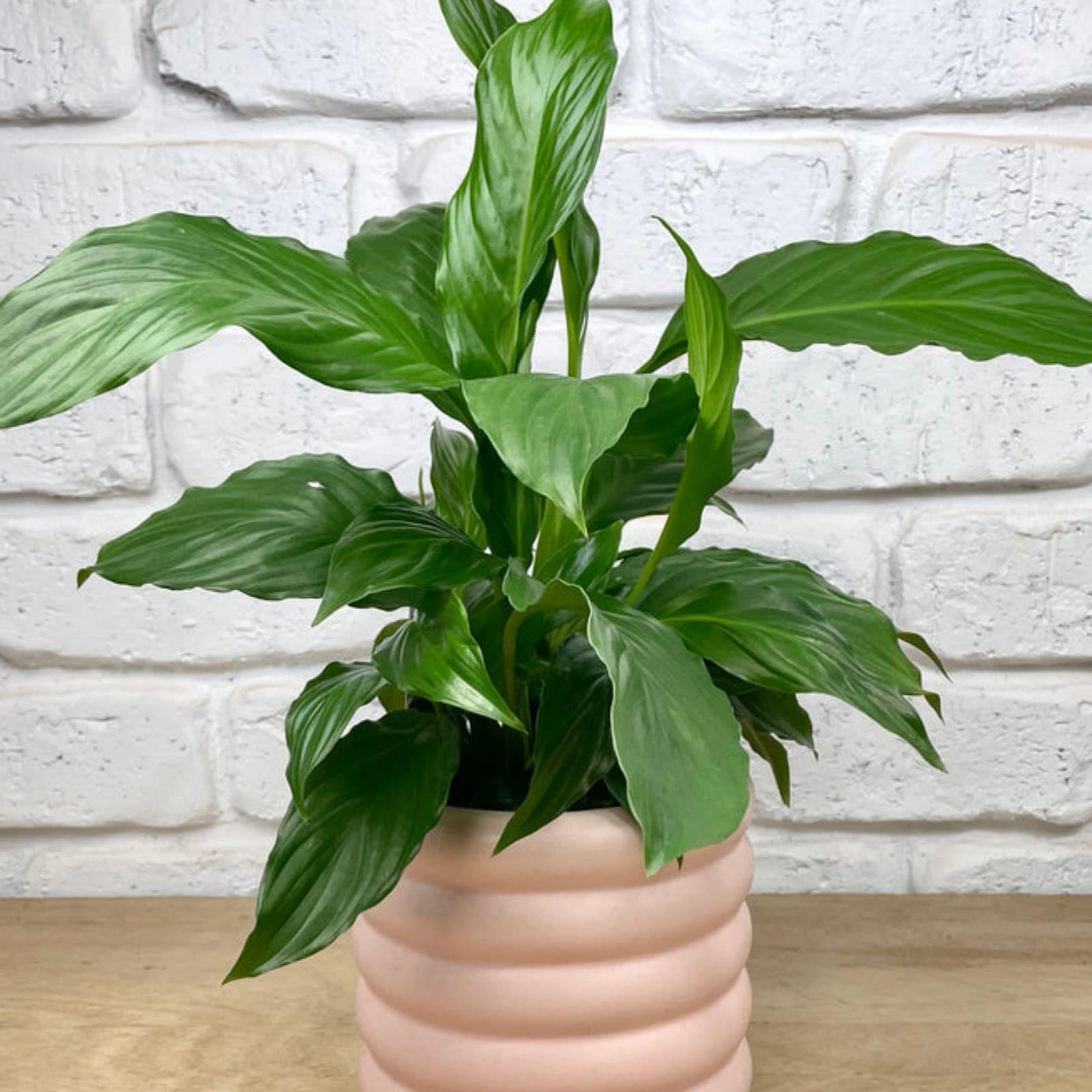 Live Beautiful Air Purifier Peace Lily Plant Spathiphyllum Air Purifying Live Indoor Plant with Flower Pot 3
