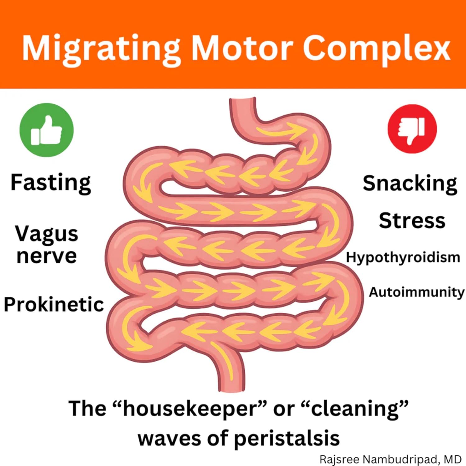 Motility Activator by Dr. Rajsree | Helps with Gas, Bloating & Constipation | Promotes Small Intestine Motility | with Ginger and Artichoke Leaf Extract | 60 Capsules - Image 7