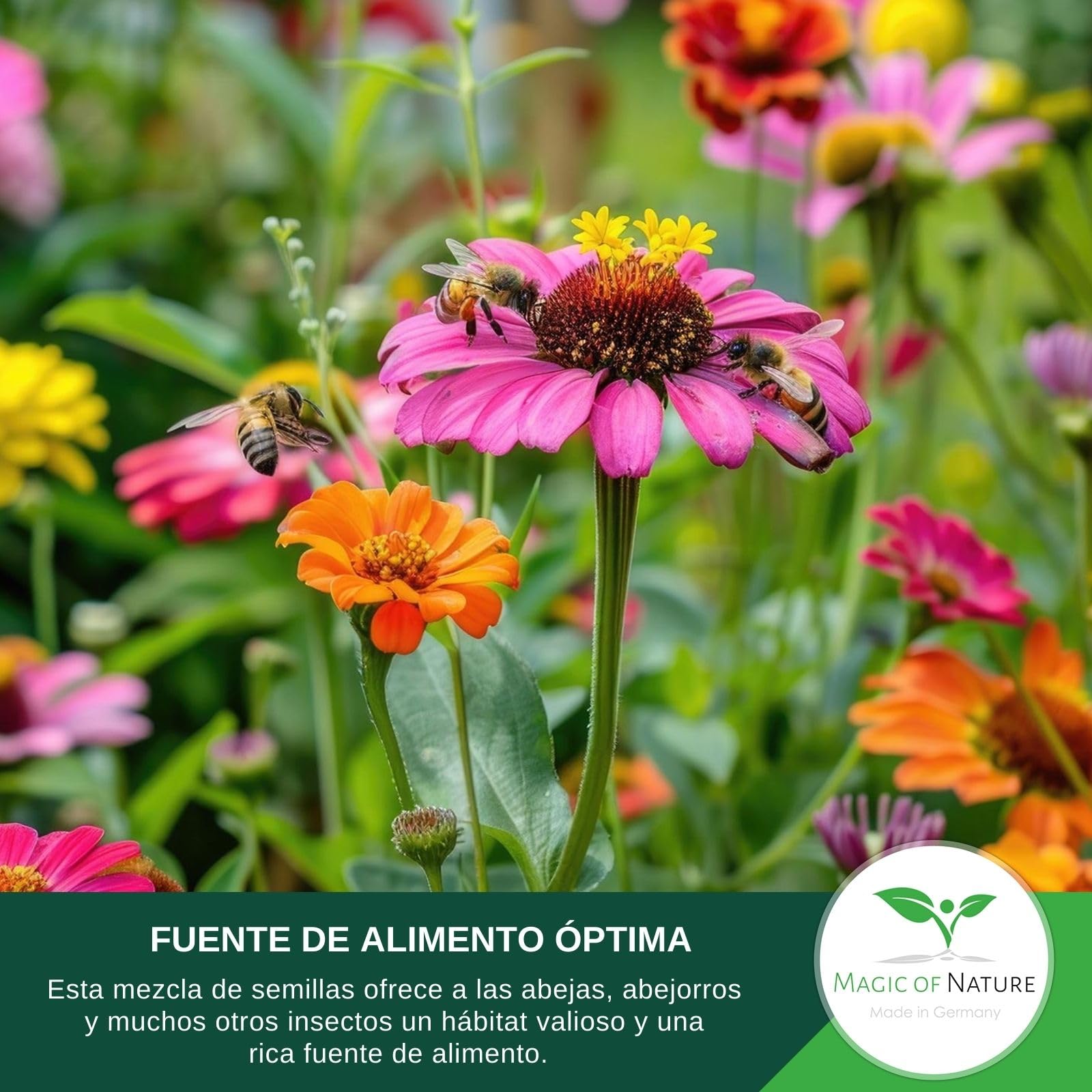 Magic of Nature: 2,5kg Mezcla Semillas Flores - Paraíso Abejas | Pradera Silvestre Melífera - Más de 20 Variedades para 750 a 1250 m²