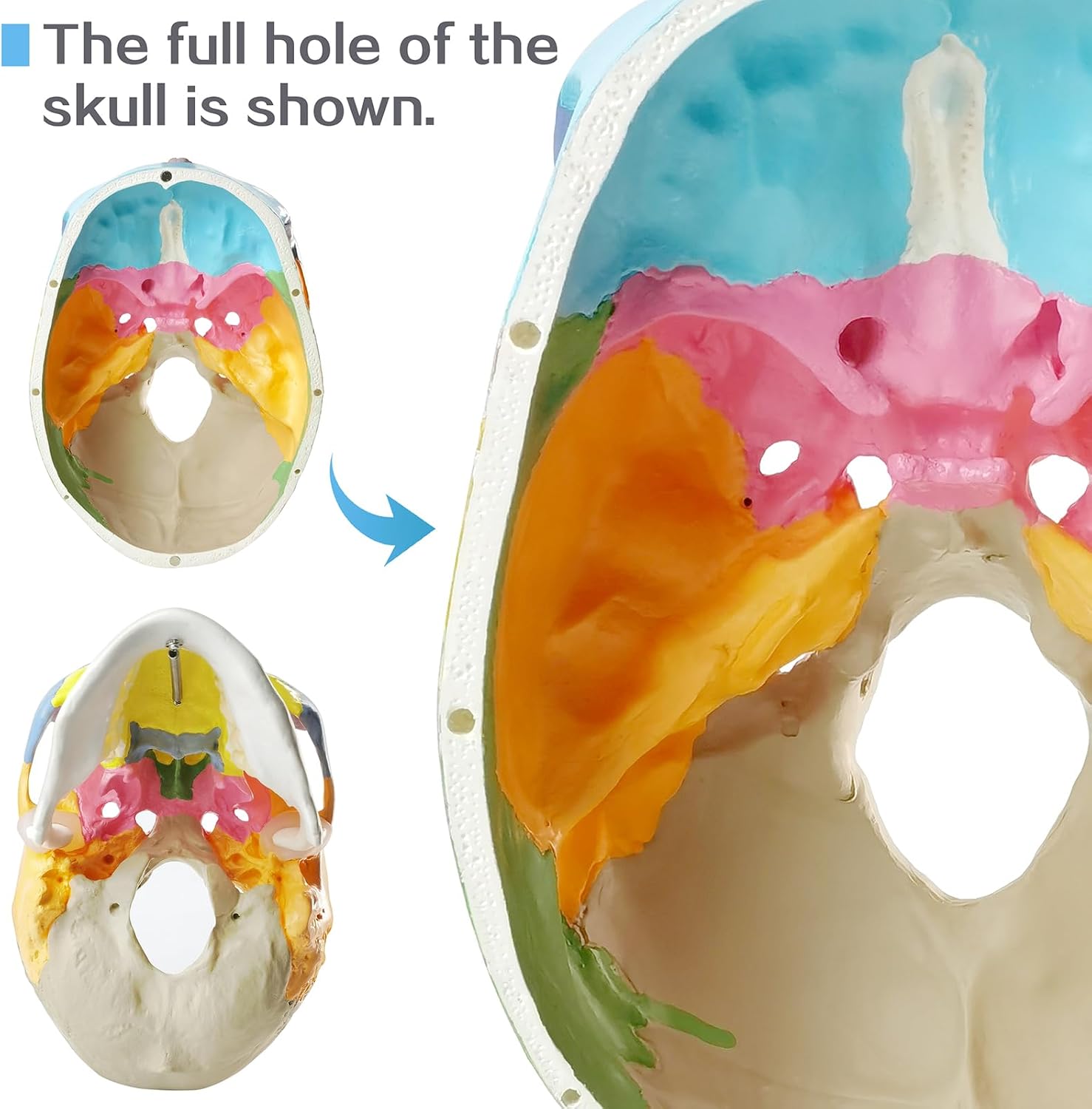 2026 New Anatomy Skull Model,Human Medical Skull Model Dental ClinicTeaching Equipment,Medical Teaching Learning