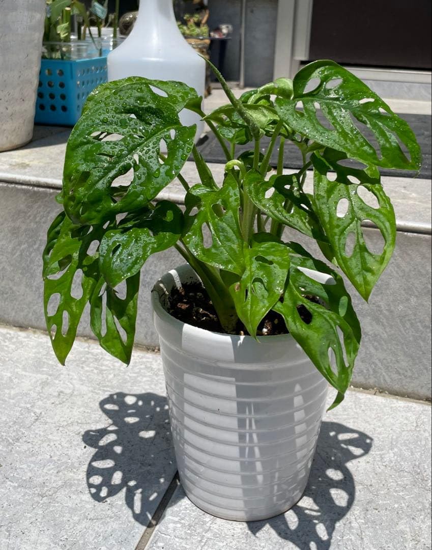 Amazon｜☆観葉植物 モンステラ 穴あき葉 根｜観葉植物 オンライン通販
