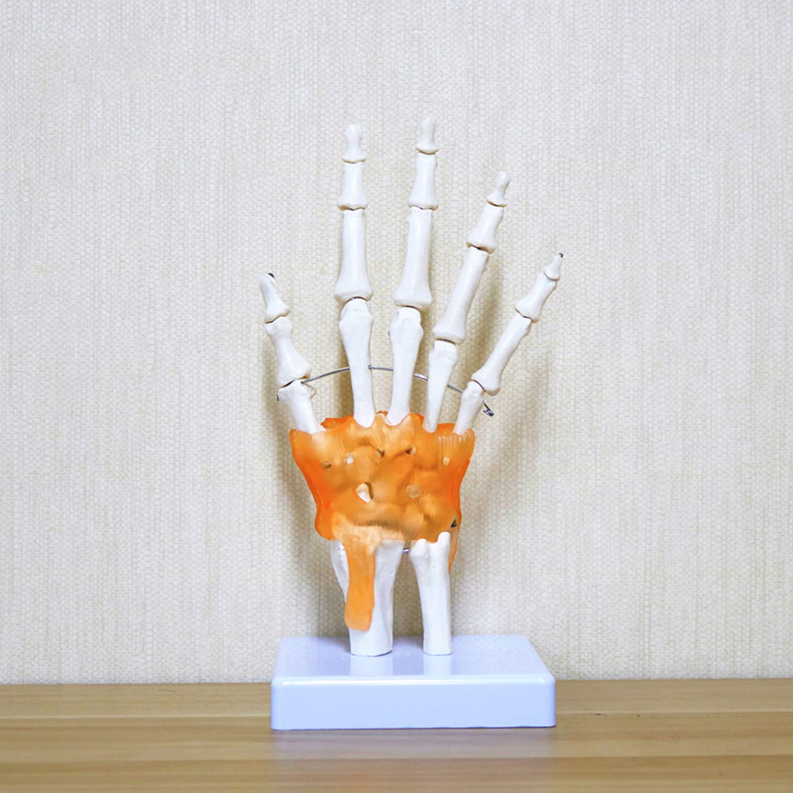 Anatomiczny Staw Dłoni Ludzkiej Z Więzadłami - Model Medyczny Stawu Nadgarstkowego W Naturalnej Wielkości - Pomoc Dydaktyczna W Nauczaniu Medycznym