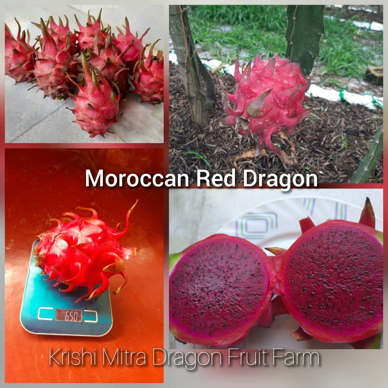KRISHI MITRA Dragon Fruit Live Plant 7" to 8" inches (Hybrid, Pack of 3) ((Jumboo Red 1 pic and Moraccan Red 2 pic)) - Image 3 thumbnail