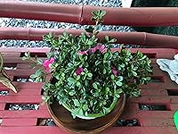 Review Image by Nicole V.