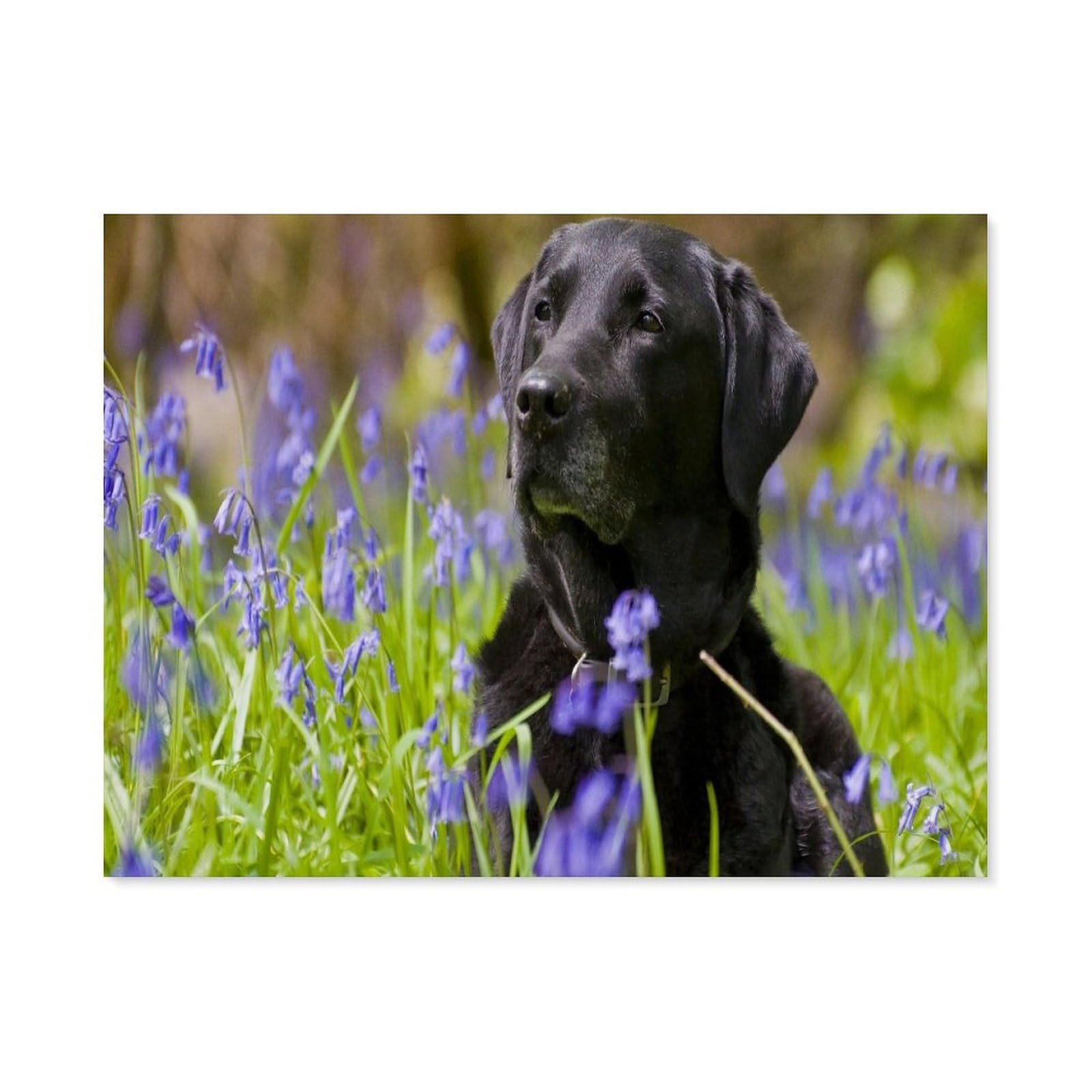 Gsbrsnts A5 Diy 5D Diamond Painting Kits，Black Labrador Puppy Under Flowers，Diamond Painting For Beginner Adults Rhinestone Numbered Diamond Arts Home Wall Decor（50 X 60 Cm/19.68 X 23.62 Inches）-B10