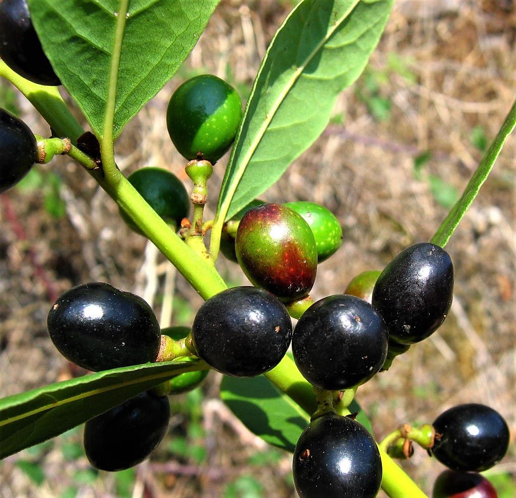 10 Graines de Laurier (Laurus nobilis)