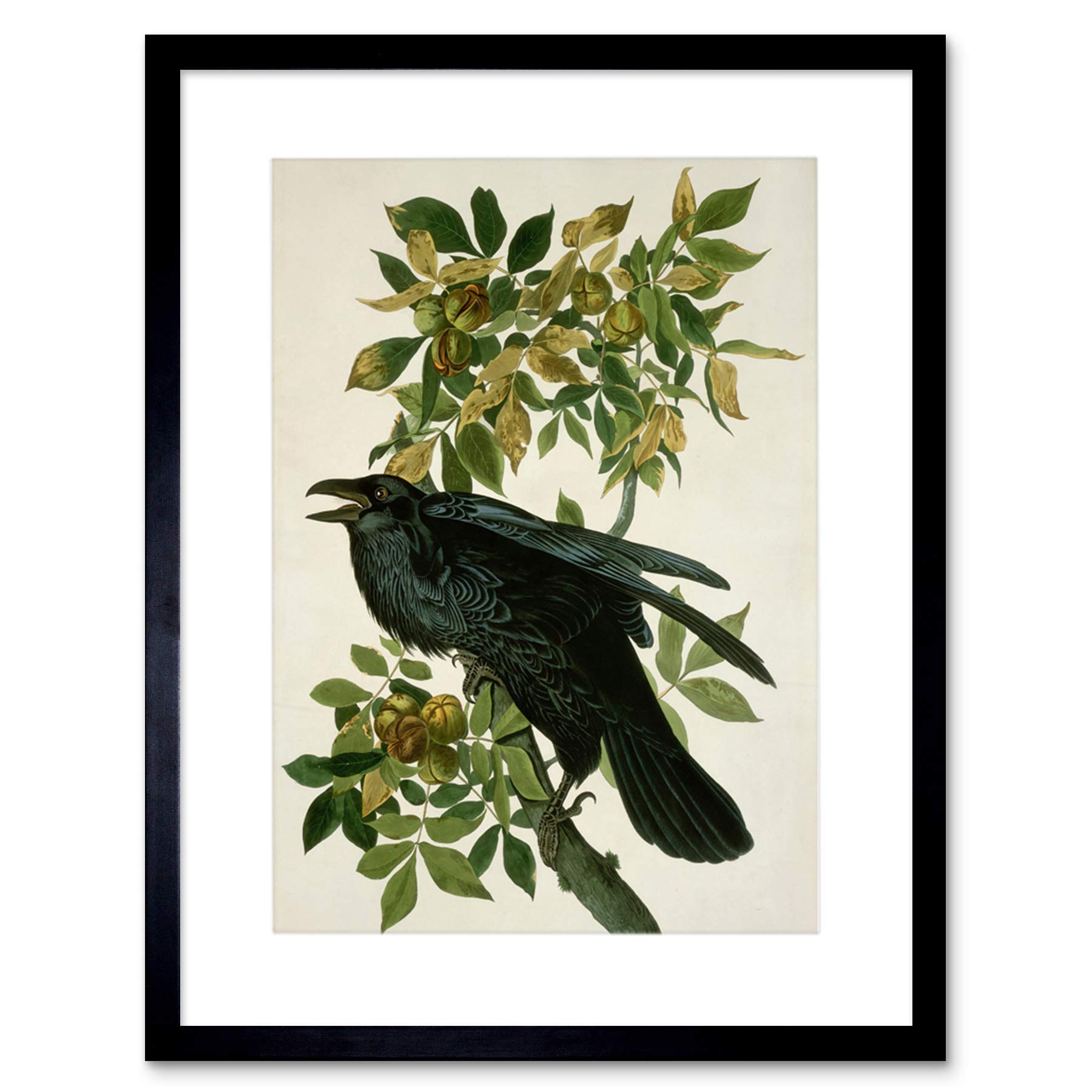 Wee Blue Coo Audubon American Raven Picture Framed Wall Art Print