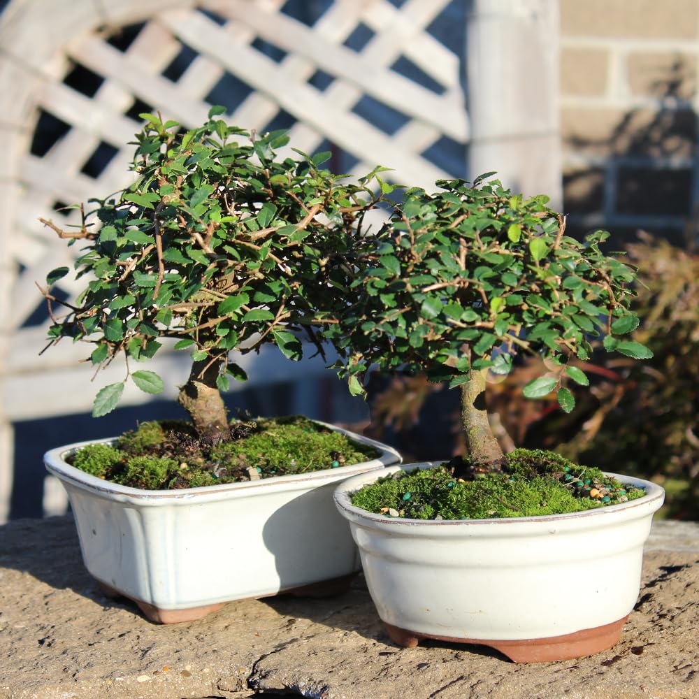 grape bonsai tree Bonsai Grape Seeds – Greats Garden