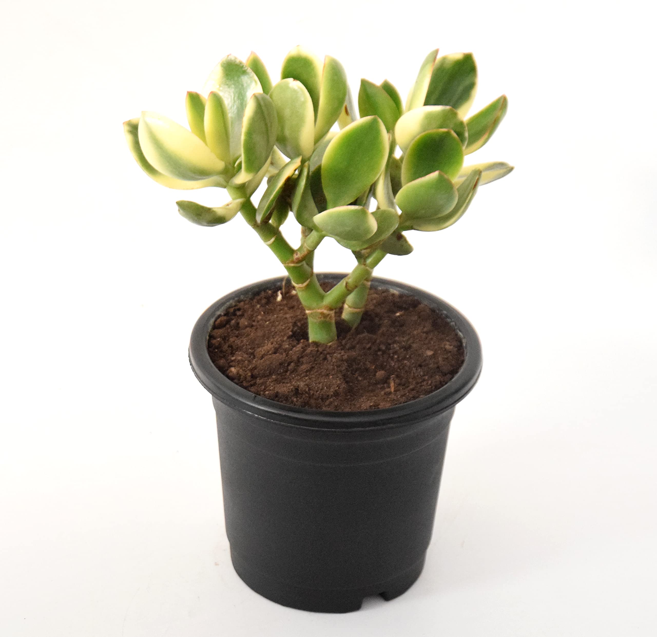 "Rare" Crassula Ovata Jade Plant Money Plant variegated (Good Luck Vastu Plant) by Veryhom-image-19