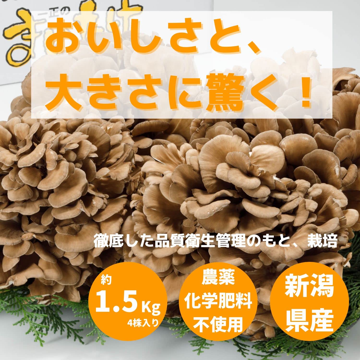 Amazon.co.jp: いちまさ 新潟県産 まいたけ 舞茸 (4株 約1.5kg) 無農薬