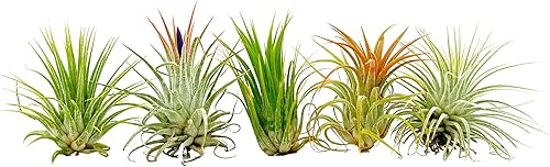 ragnaroc Plantas de aire - Tillandsia Ionantha Pack, regular 1-3" - 5ct - Llegada viva garantizada - Plantas de interior para decoración del hogar y