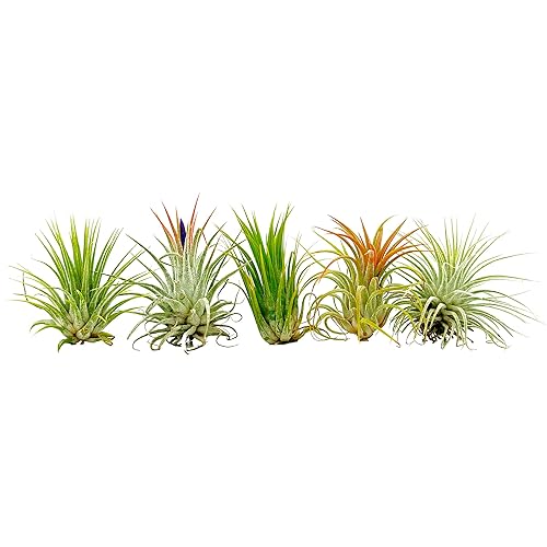 ragnaroc Air Plants - Tillandsia Ionantha Pack, Regular 2-3" - 6ct - Live Arrival Gauranteed - House Plants for Home Decor & Gift - 25 Pack