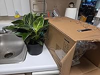 Review Image by Frank Rizzo Frank Rizzo