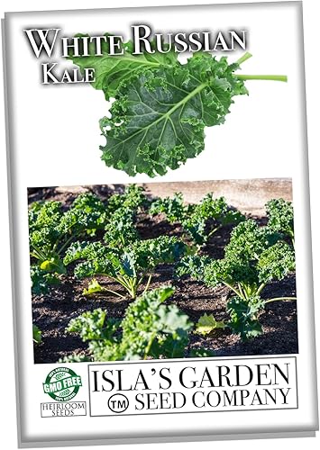 Semillas blancas de col rizada rusa para plantar, más de 1000 semillas de reliquia por paquete, semillas de jardín de Isla (semillas de jardín de