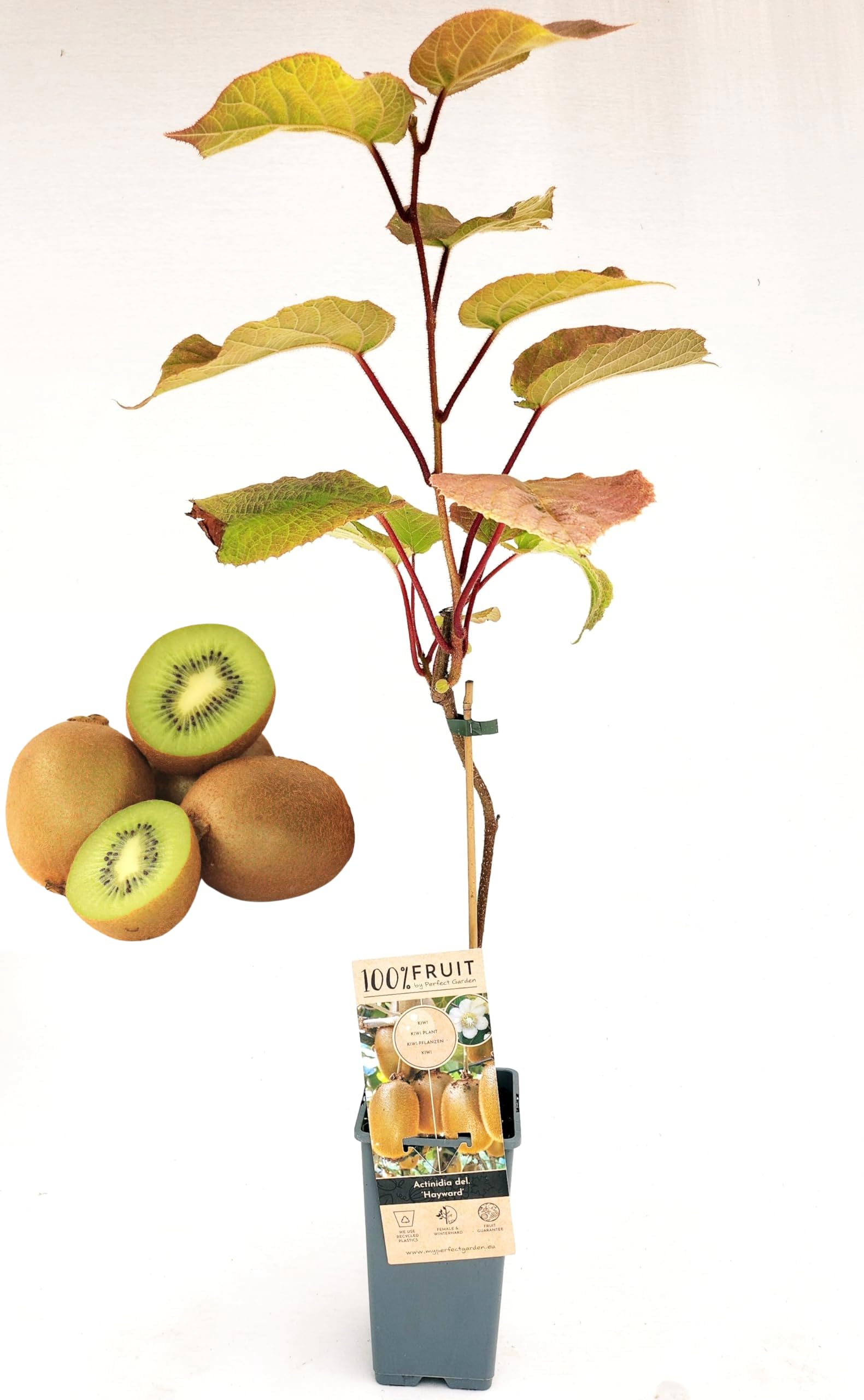 POWERS TO FLOWERS - KIWI HAYWARD, VARIETA' AUTOFERTILE, piante vere