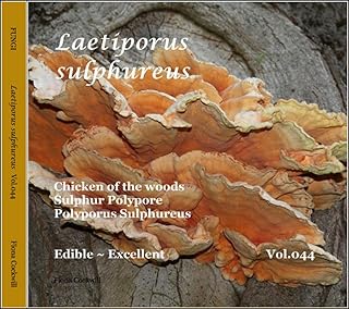 Laetiporus sulphureus (FUNGI Book 44)