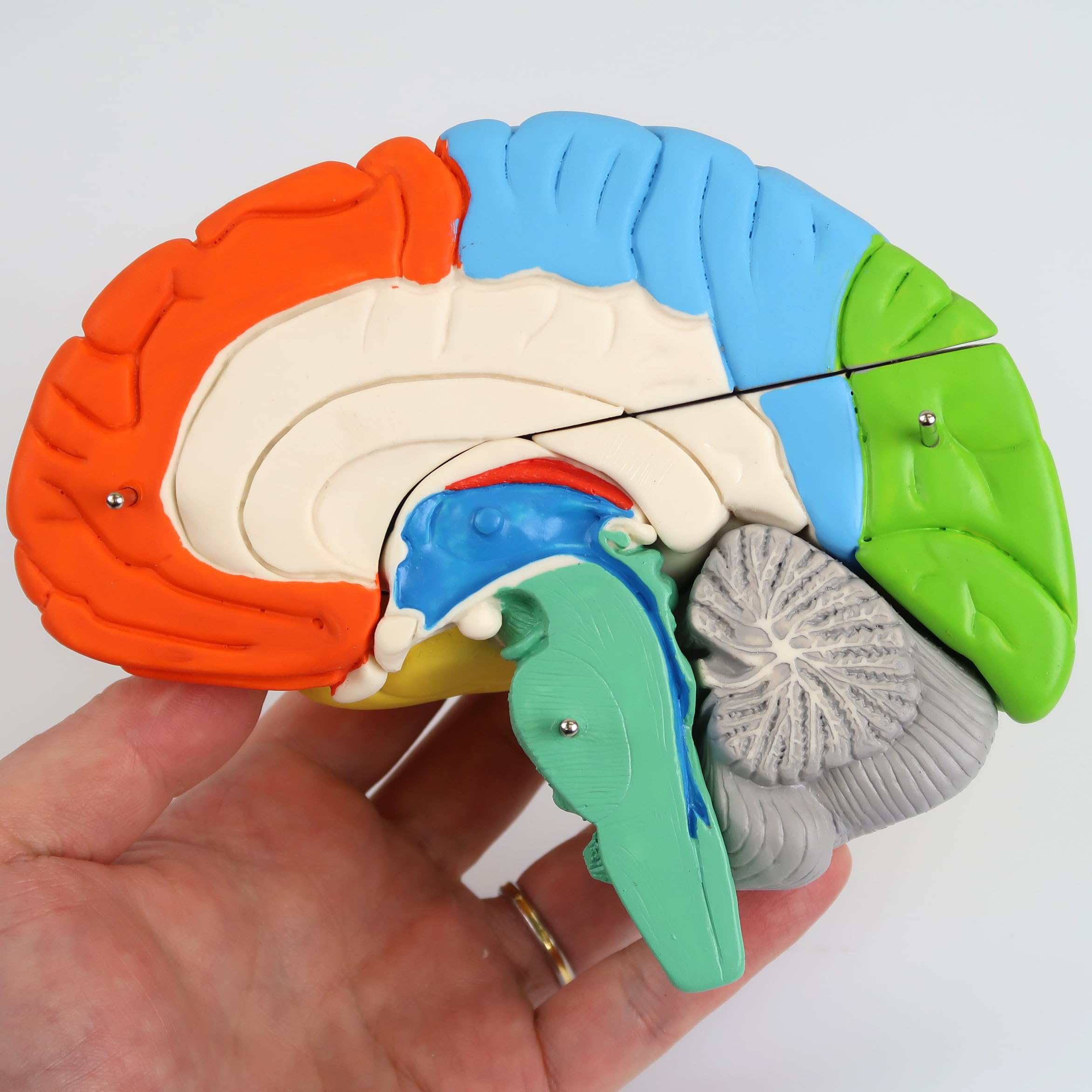 3B Scientific C22 Cerebro Neuro, Anatómico, desmontable En 8 Piezas - 3B Smart Anatomy