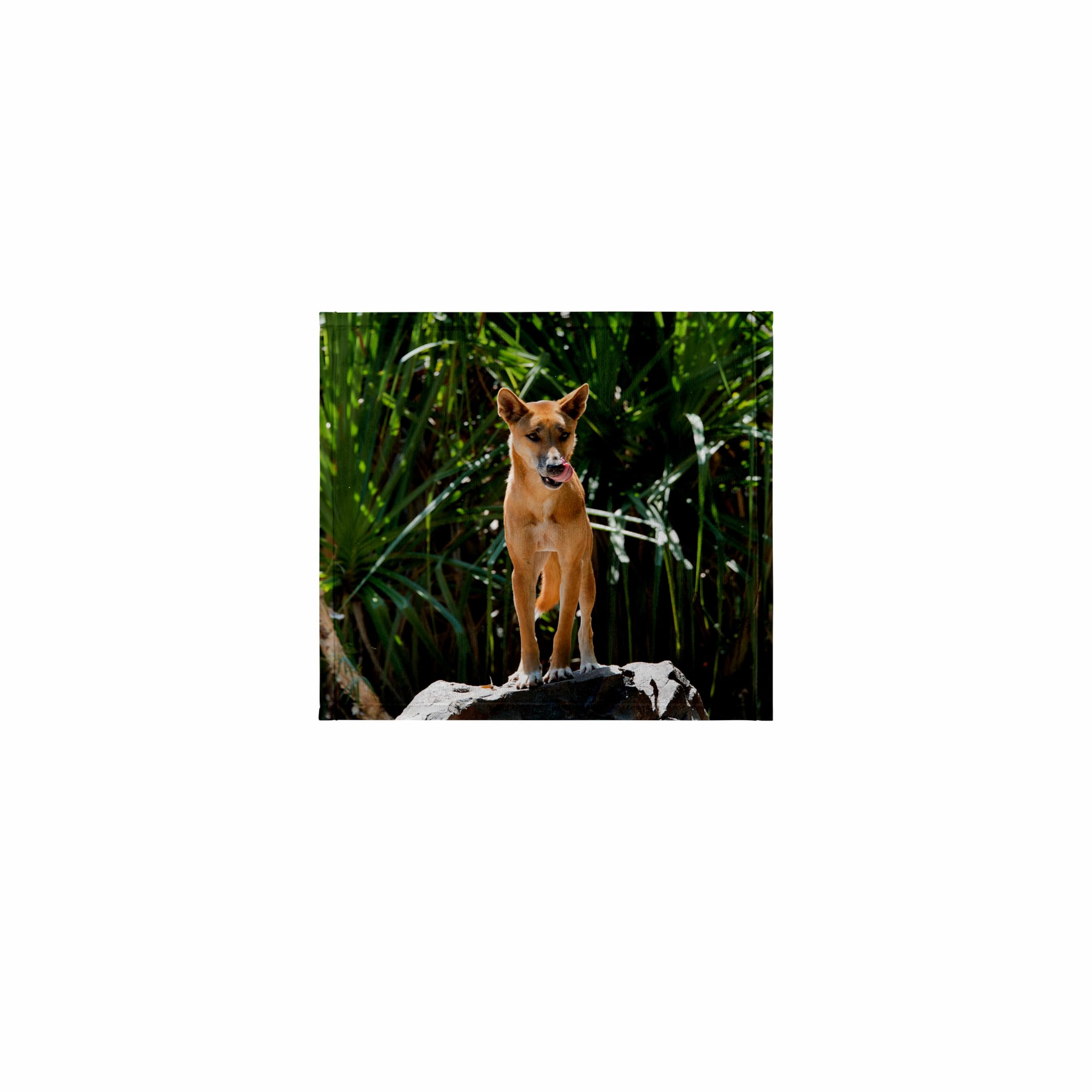 3dRose 11x12 Wash Cloth for Face and Body - Australia, Northern Territory, Darwin. Dingo, Wild Australian Dog Dogs