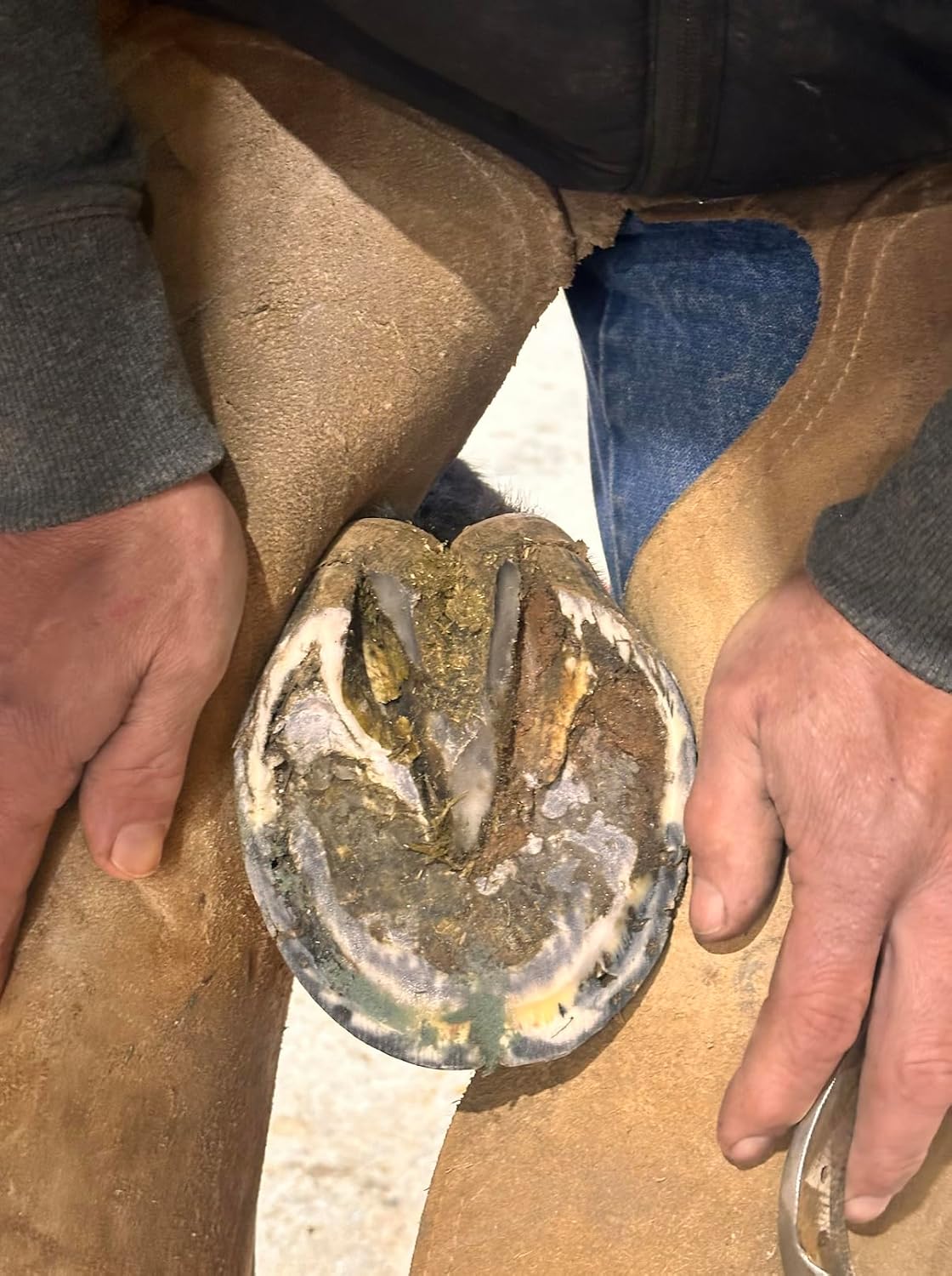 B Gone Hoof Clay - Official Store, for Equestrians, Horses with Whiteline Disease, Seedy Toe, Horse Care, White Line Prevention, Easy Apply Clay - Image 4