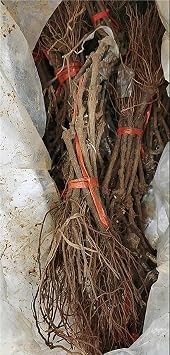Grape for Planting, Mix Greening Flower,Organic and Natural,Excellent Display-4bulbs-b
