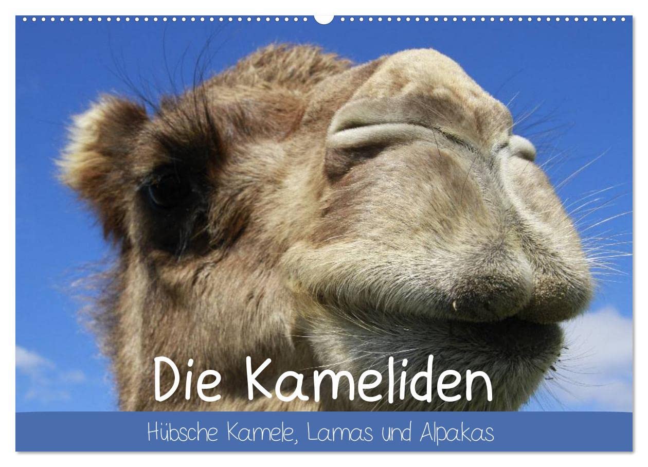 CALVENDO - Die Kameliden. Hübsche Kamele, Lamas und Alpakas (Wandkalender 2027 DIN A2 quer), Monatskalender: Die hübschen Tiere aus der Paarhufer-Familie