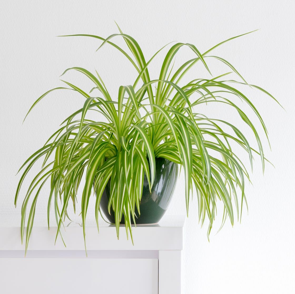 Spider Plant Ornamental Spider Plant Hanging Decorative Greenery for Families (1 Healthy Live Plant)-image-15