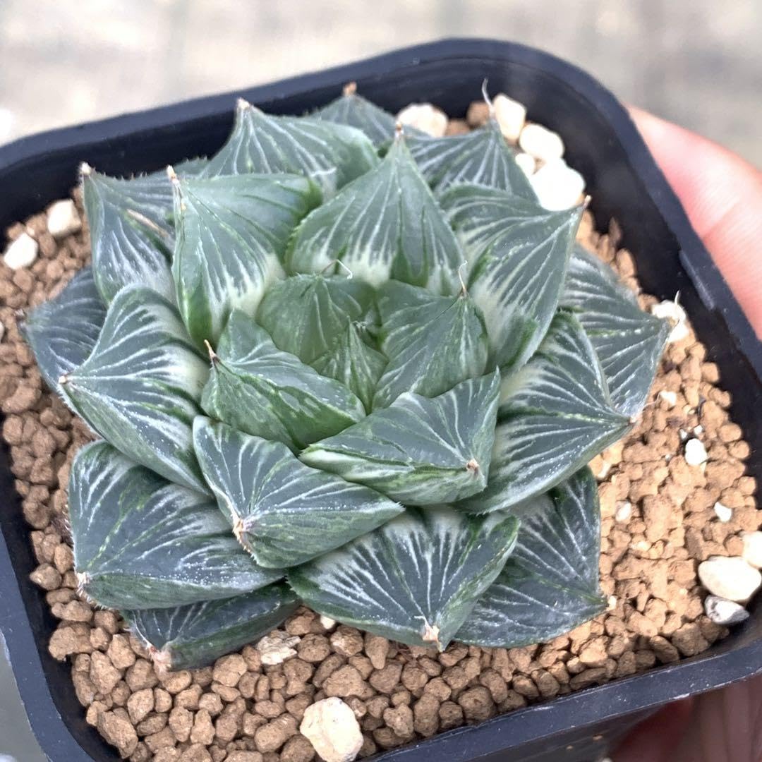 Amazon.co.jp: 多肉植物 ハオルチア 三仙寿錦 大株 : ホビー