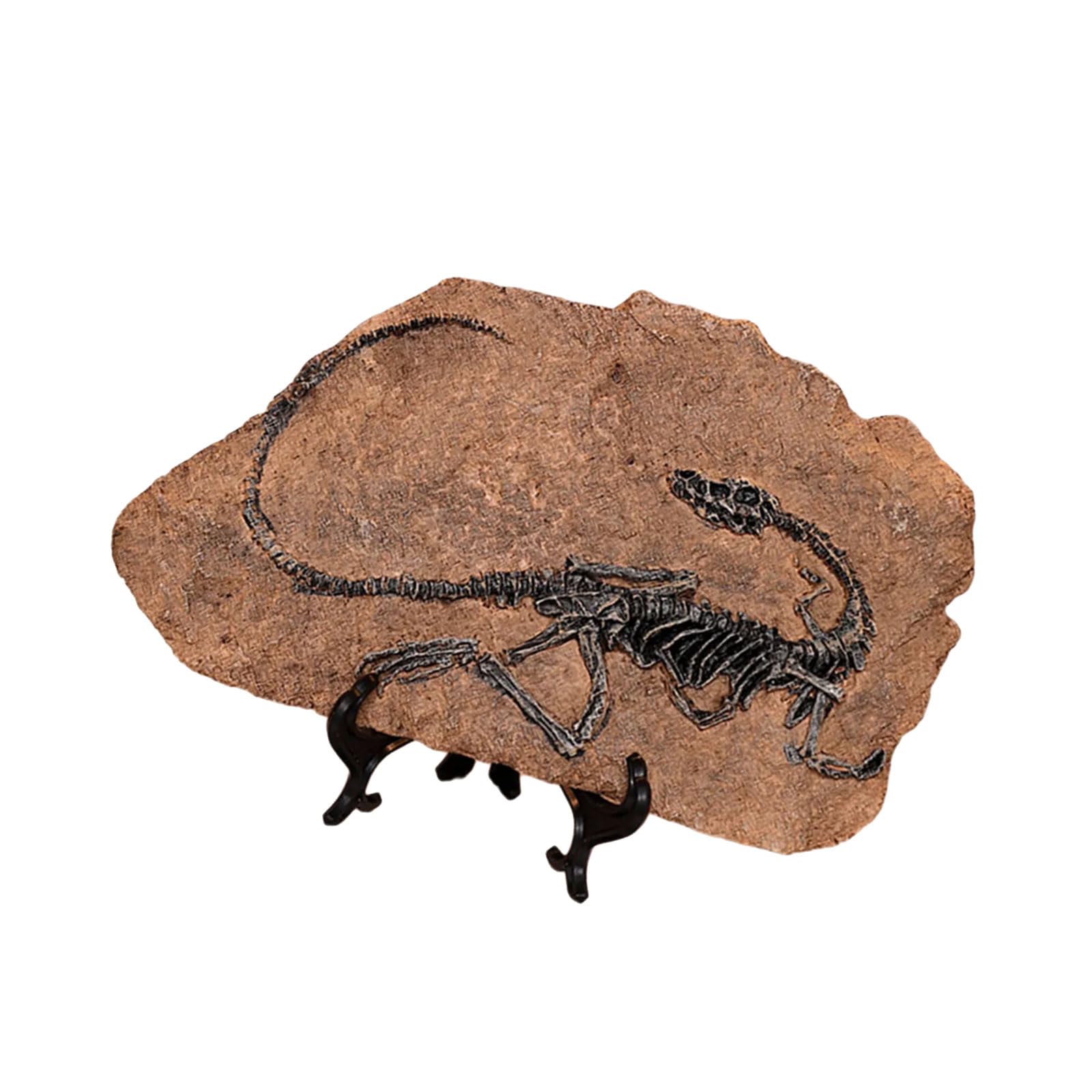 Gadaw Sinosauropteryx Handcrafts Dinosaur Fossils Model Simulated Dinosaur Skeleton Resins Statue Figurine For Home Decors And Educational Use