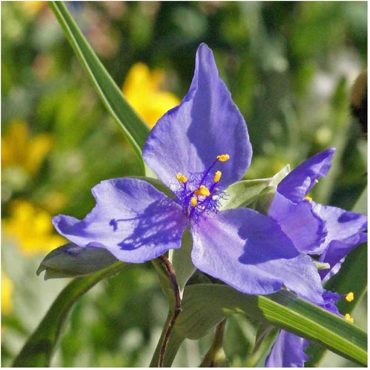 Everwilde Farms - 1/4 Lb Prairie Spiderwort Native Wildflower Seeds - Gold Vault