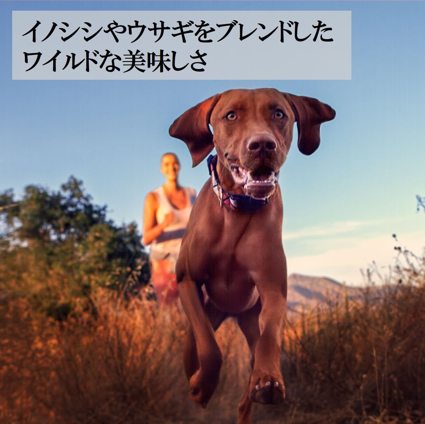 Amazon.co.jp: ウェルネス ドッグフード コア グレインフリー 高