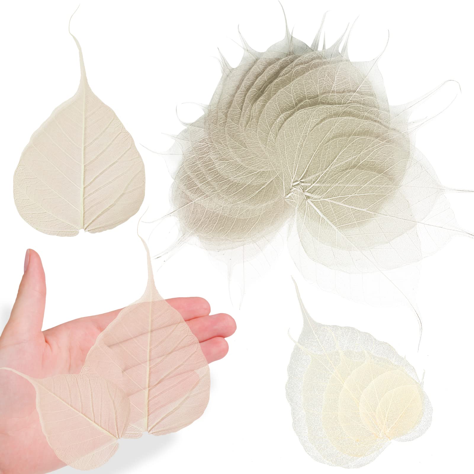 Getrocknete gepresste Skelettblätter für Harz, 42 Stück, weiß, natürlich, echt, trocken, BodhiSkelett-Blattadern für Harzkunst, DIY, Basteln, Karten, Scrapbooking, Handyhülle, Hochzeitsdekoration