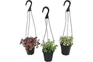 Altman Plants Hanging Succulents (3PK) in 3.5" Hanging Baskets for Plants