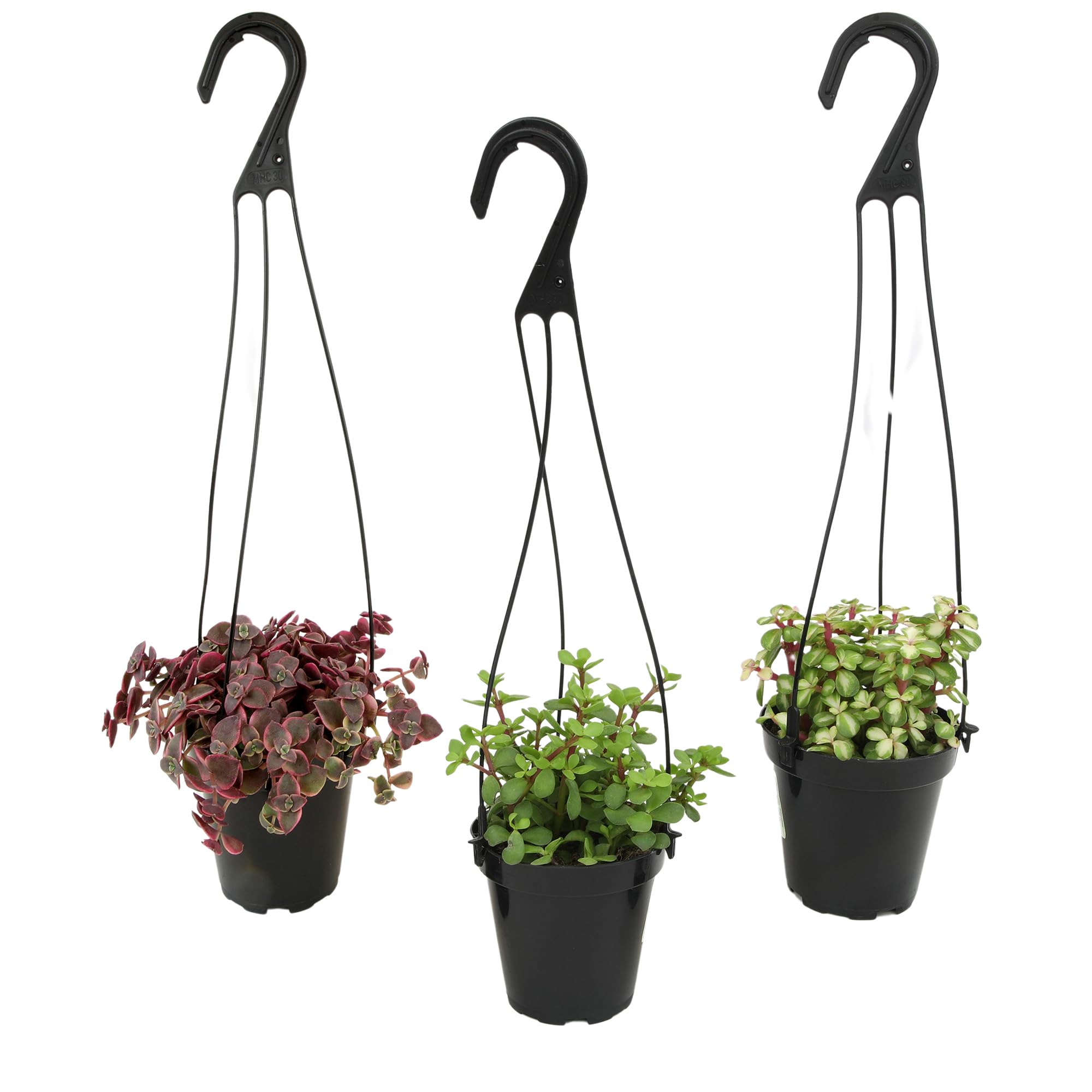Altman Plants Hanging Succulents (3PK) in 3.5" Hanging Baskets for Plants, String of Pearls, Calico Kitten Crassus, Portulacaria Afra, Trailing Live Succulents Plants & House Plants in Succulent Soil