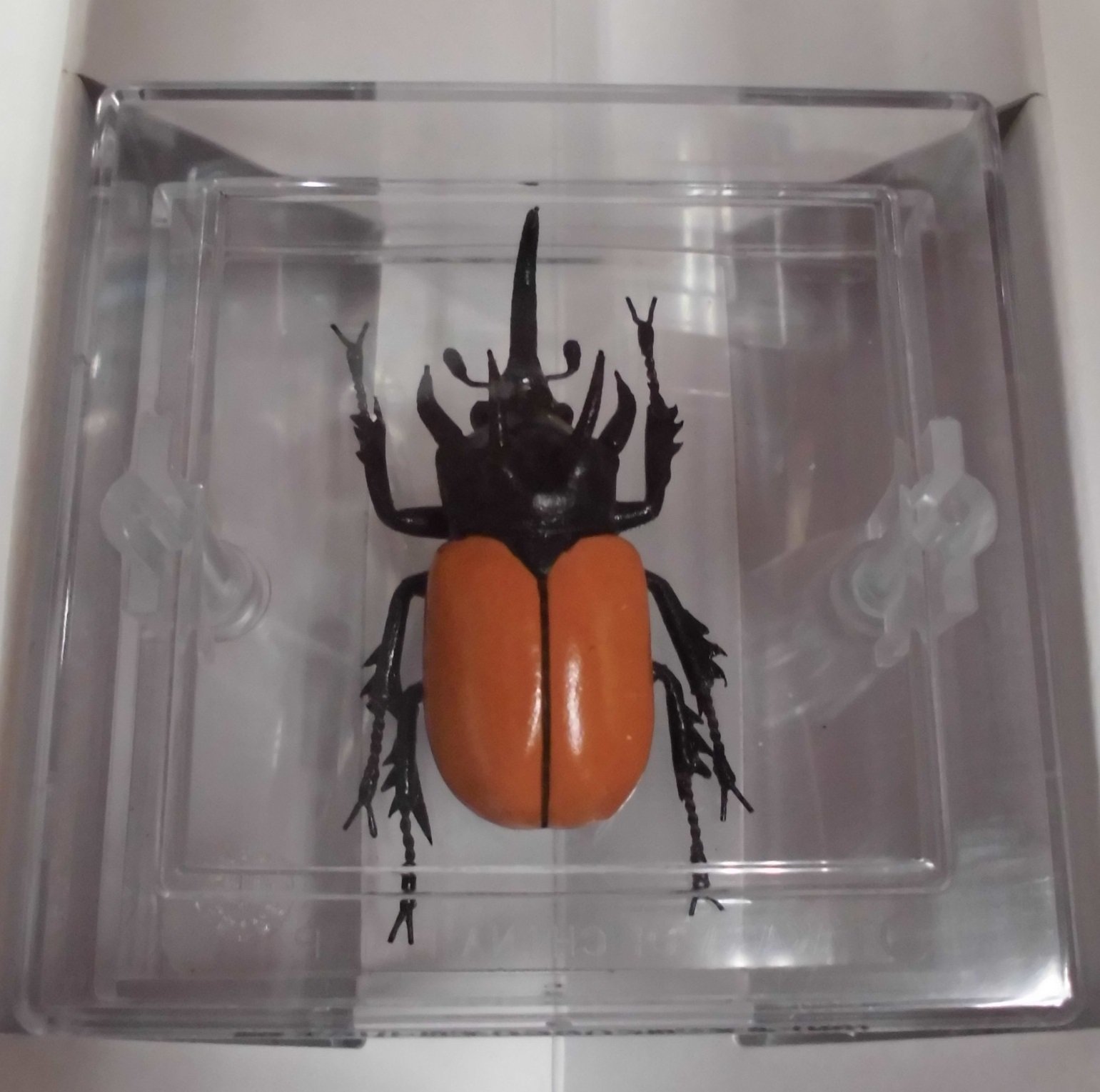 Amazon | 世界の甲虫シリーズ 第三弾 ゴホンツノカブトムシ雄