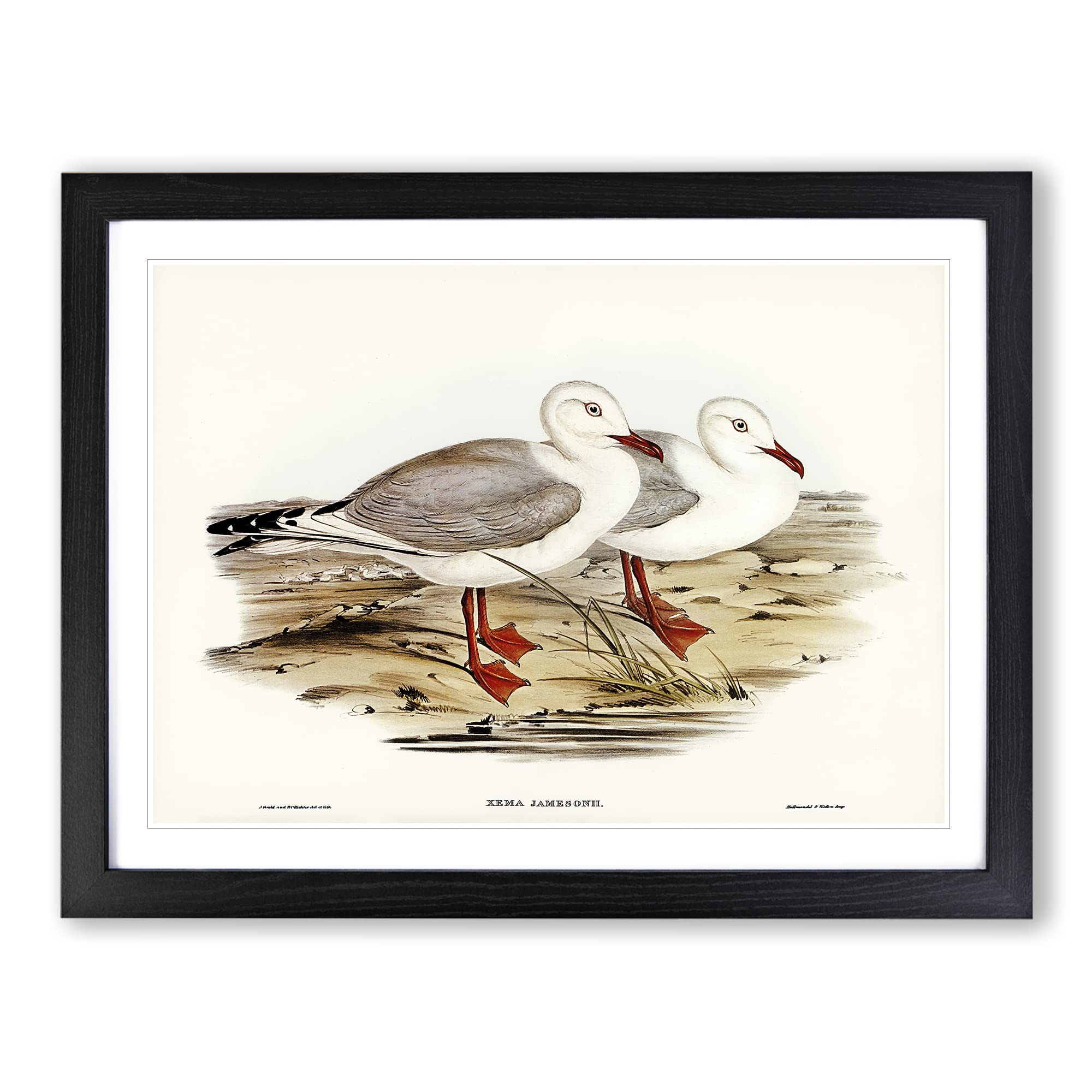 Jameson's Gull By Elizabeth Gould Vintage Framed Print, Black, A3 (46 x 34 cm)