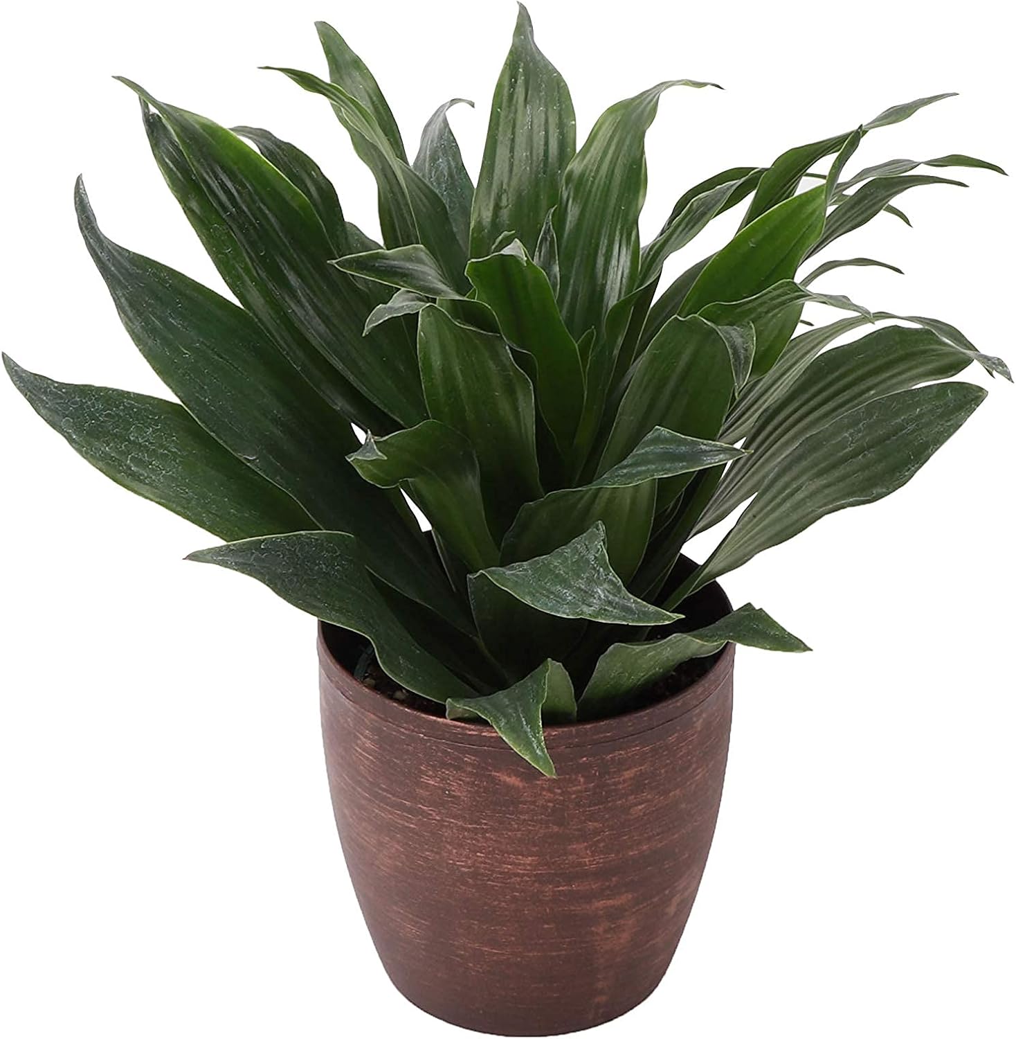Thorsen's Greenhouse Low Light Houseplant Set, Live Indoor Plants, 3 Pack of Plants, Copper Pots, 4" Diameter